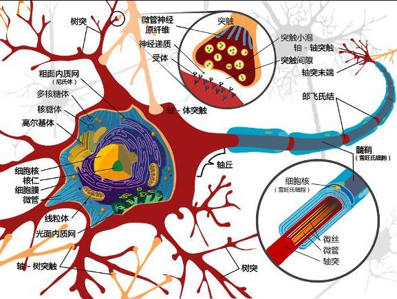我国科学家解析痕迹型恐惧关联学习的神经机制